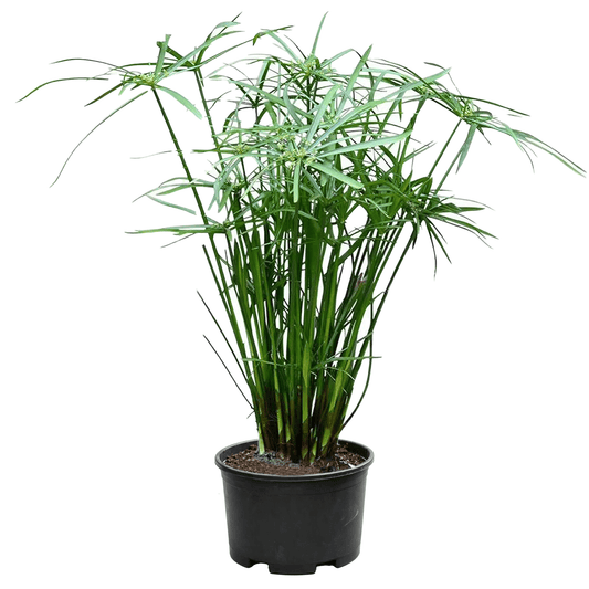 Umbrella Papyrus(Cyperus alternifolius) - potted umbrella palm sapling on white background with multiple upright stems clustering, radial umbrella-shaped leaf whorls at top spreading like pinwheels, slender linear leaves bright green in black nursery pot - Umbrella-Shaped Emergent Aquatic Ornamental Grass