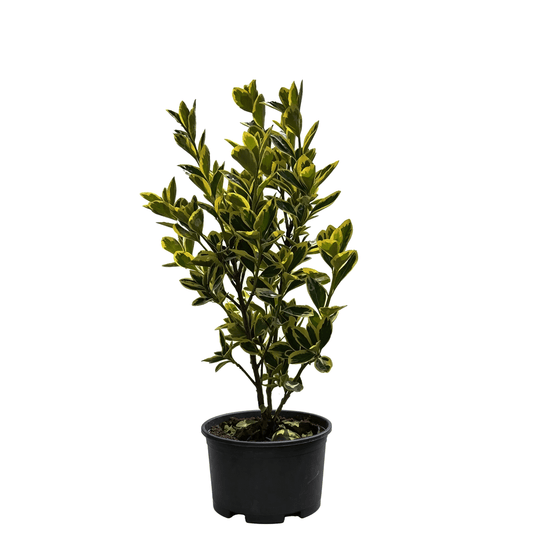 Japanese Euonymus (Euonymus japonicus) - Gold-Edged Evergreen Colorful Foliage Bedding Shrub