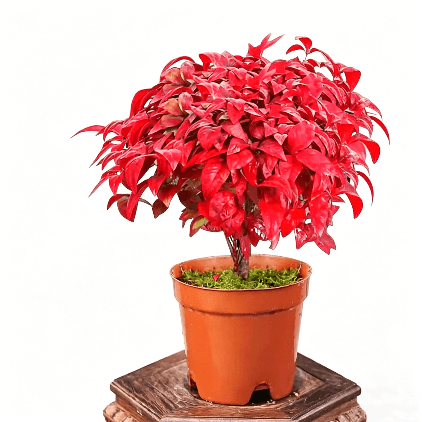 Священный бамбук (Nandina domestica) - Карликовый кустарник с огненно-красной листвой осенью и зимой