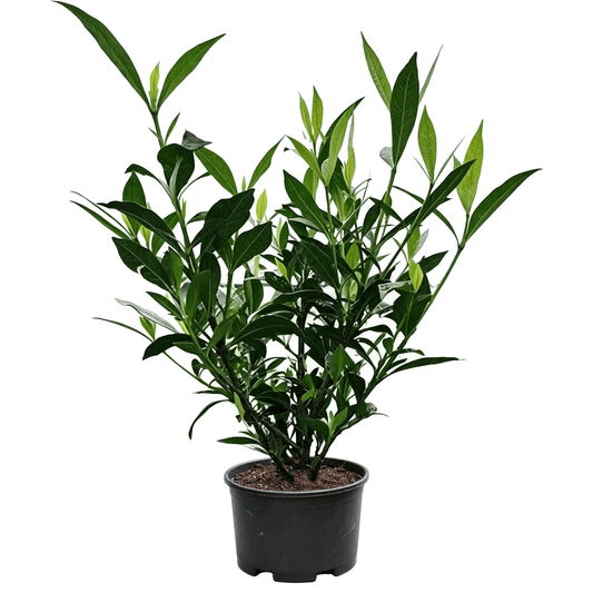 Gardenia(Gardenia jasminoides) - potted gardenia sapling on white background with dark green lustrous leathery leaves, white fragrant flower buds ready to bloom, lush foliage with full plant form - Evergreen Fragrant Garden Hedge Shrub
