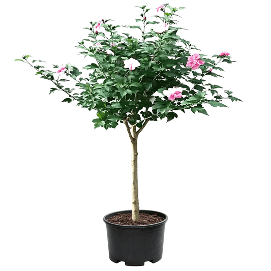 Rose of Sharon(Hibiscus syriacus) - potted shrub rose of Sharon on white background with single trunk branching naturally outward, pink five-petalled single-layer blooms open, oval serrated dark green leaves in black nursery pot