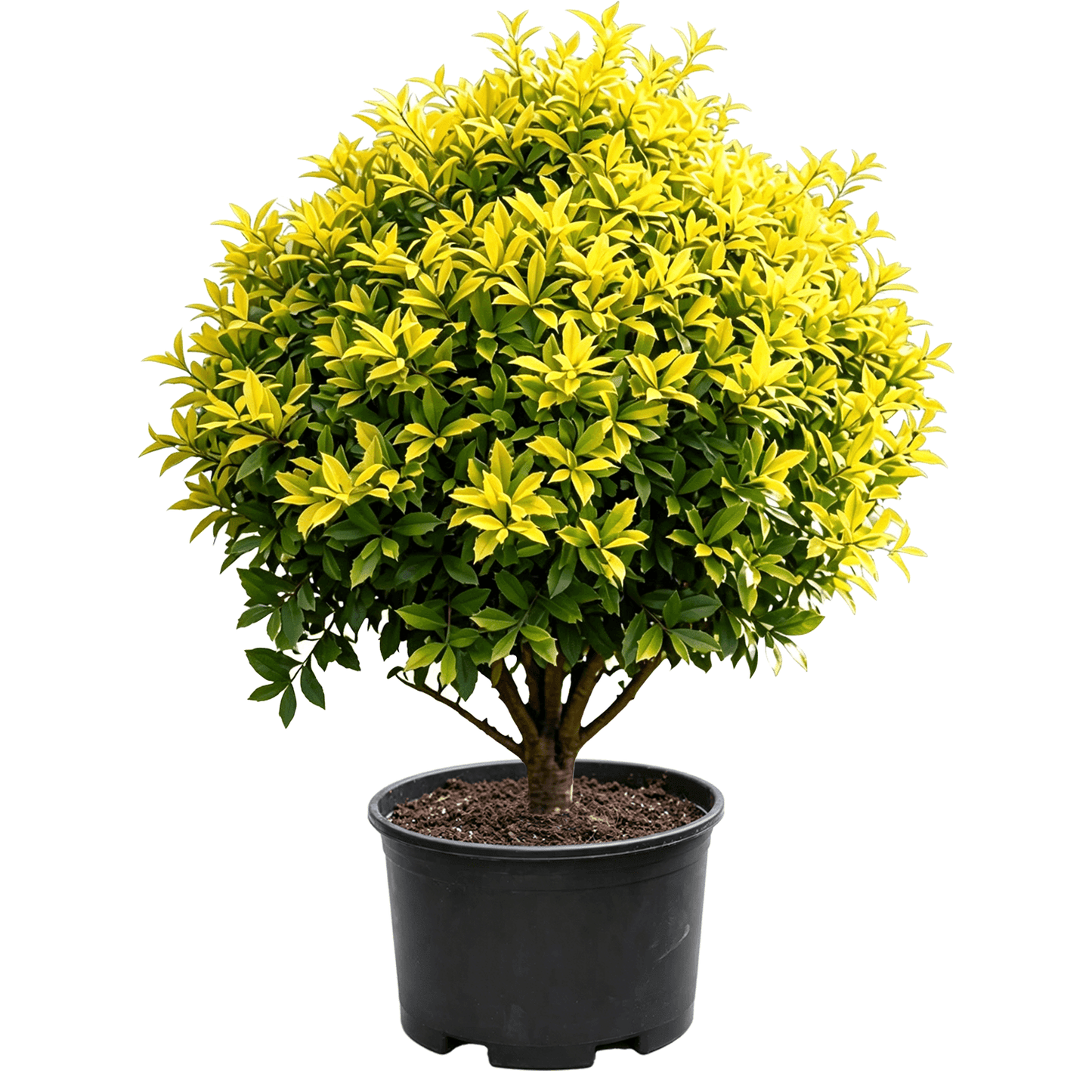 Ilex × attenuata 'Sunny Foster' - Желтозеленые пестрые листья в плотной сферической форме с компактным ветвлением; сильная декоративность — декоративный округлый кустарник с золотистой листвой