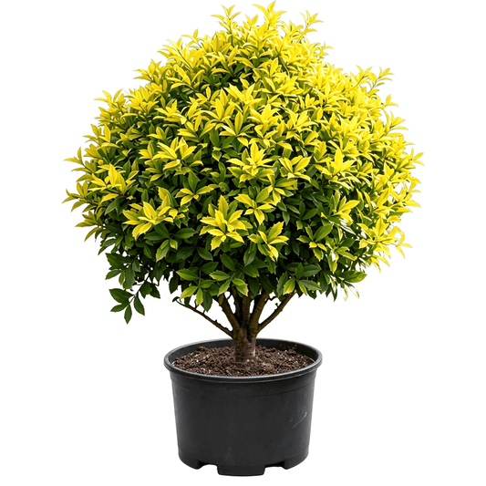 Ilex × attenuata 'Sunny Foster' - Yellow-green variegated leaves in a dense spherical form with compact branching; strongly ornamental — golden-leaved ornamental round shrub