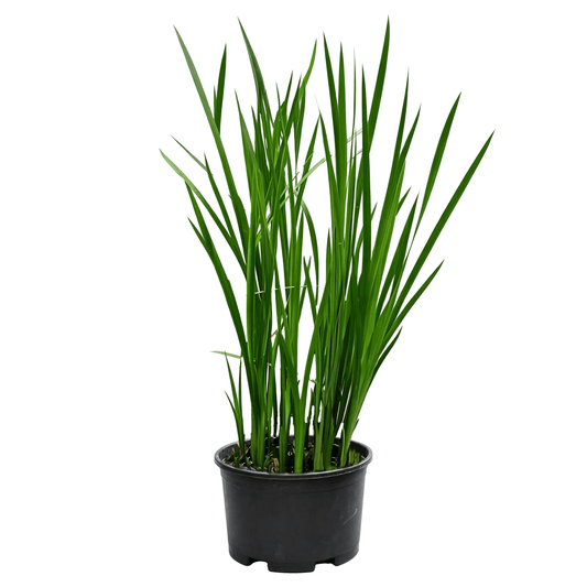Yellow Flag Iris (Iris pseudacorus) - Early Summer Yellow Flower Sword-Leaf Emergent Aquatic