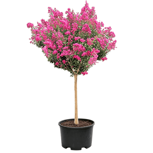 Lagerstroemia indica - Dense pink flowers set off by lush green leaves on a straight upright trunk; beautiful form with exceptional ornamental value — summer-blooming flowering tree covered in red blossoms