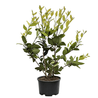 Бирючина японская (Ligustrum japonicum) - Кустарник с золотистыми молодыми листьями и пестрой листвой круглый год