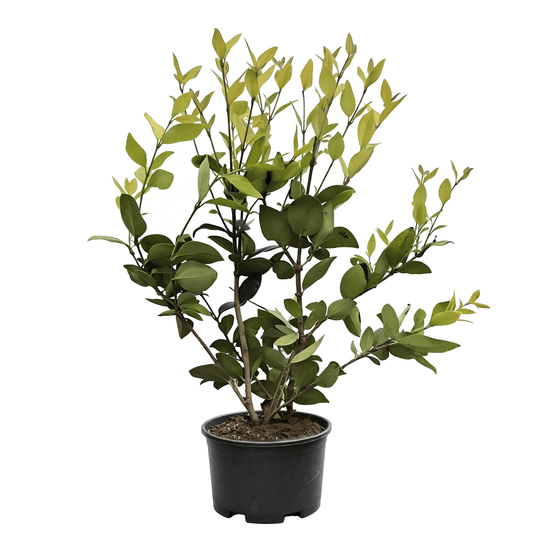 Japanese Privet (Ligustrum japonicum) - Golden New Leaf Year-Round Colorful Foliage Shrub