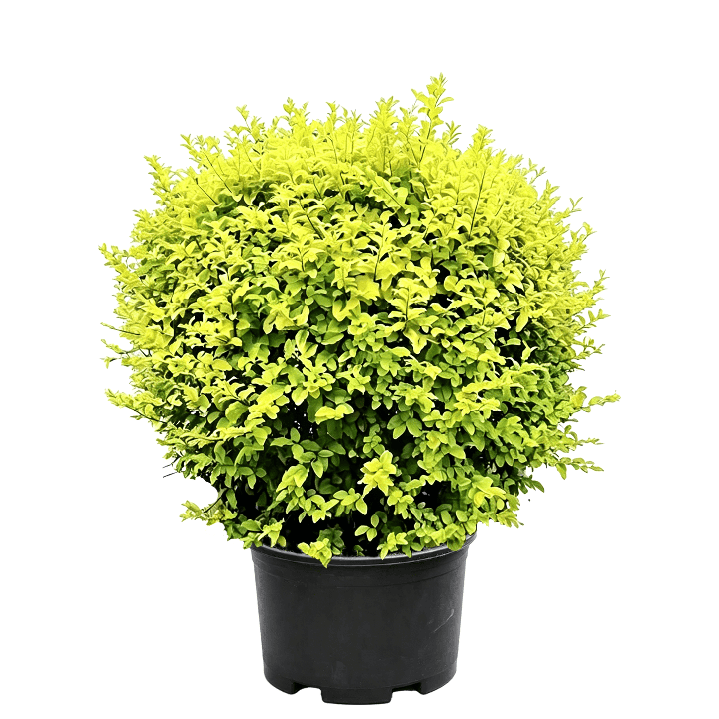 Quihou Privet(Ligustrum quihoui) - topiary ball-shaped shrub on white background with exquisitely pruned spherical form, dense bright green small leaves, compact tidy structure