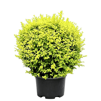 Quihou Privet(Ligustrum quihoui) - topiary ball-shaped shrub on white background with exquisitely pruned spherical form, dense bright green small leaves, compact tidy structure