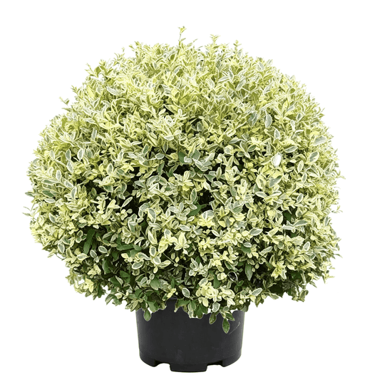 Chinese Privet (Ligustrum sinense) - Silver-White Variegated Semi-Evergreen Topiary Ball