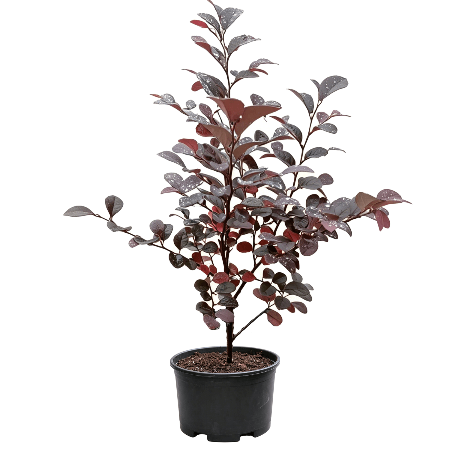 Лоропеталум китайский (Loropetalum chinense) - Пурпурнолистный кустарник с двойным цветением весной и осенью для цветников
