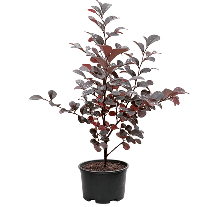 Лоропеталум китайский (Loropetalum chinense) - Пурпурнолистный кустарник с двойным цветением весной и осенью для цветников