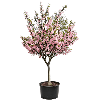 Hall's Crabapple(Malus halliana) - potted sapling on white background with full rounded canopy, densely covered in pink blossoms, naturally drooping branches forming umbrella shape in black nursery pot - Spring Pink Cascade Flowering Tree