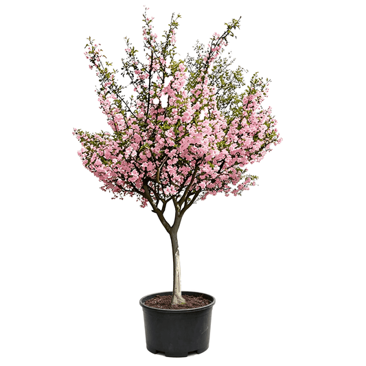Hall's Crabapple(Malus halliana) - potted sapling on white background with full rounded canopy, densely covered in pink blossoms, naturally drooping branches forming umbrella shape in black nursery pot - Spring Pink Cascade Flowering Tree