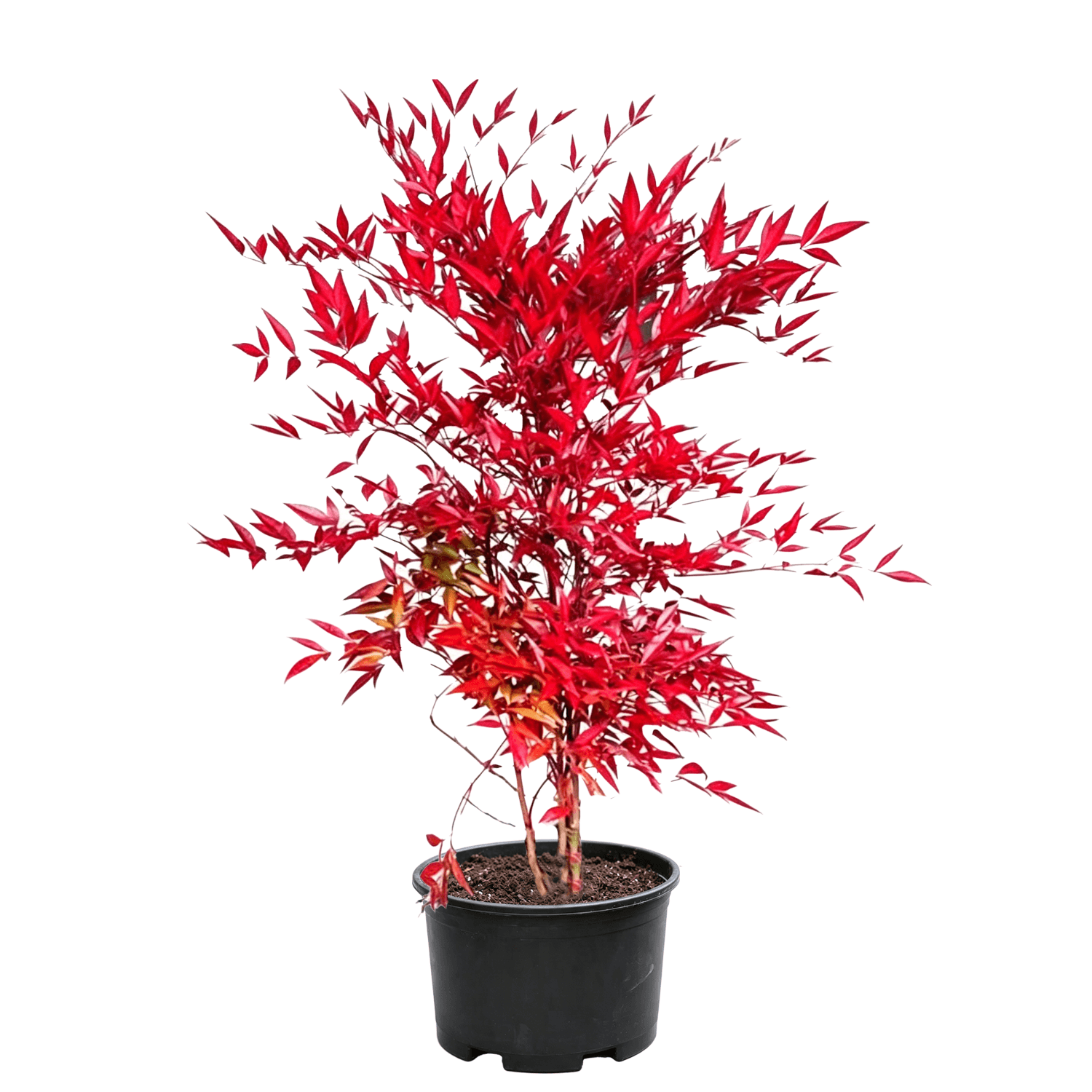 Heavenly Bamboo(Nandina domestica) - Nandina domestica - white background potted heavenly bamboo seedling, pinnate compound leaves covered in deep red leaflets displaying flame-like brilliant coloration, multi-branched upright clumping form in black nursery pot - autumn-red foliage fruiting shade-tolerant shrub - Autumn Red Foliage Berry Shade Shrub