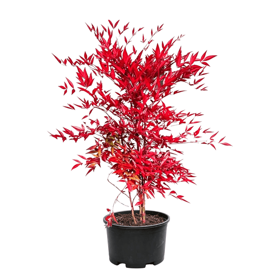 Heavenly Bamboo(Nandina domestica) - Nandina domestica - white background potted heavenly bamboo seedling, pinnate compound leaves covered in deep red leaflets displaying flame-like brilliant coloration, multi-branched upright clumping form in black nursery pot - autumn-red foliage fruiting shade-tolerant shrub - Autumn Red Foliage Berry Shade Shrub