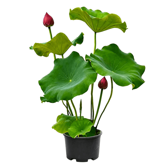 Nelumbo nucifera - Lush green foliage with red unopened buds in elegant form; strongly ornamental — summer large-flower aquatic plant