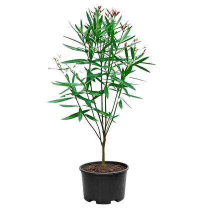 Oleander(Nerium oleander) - potted oleander sapling on white background with upright branching stems, bright pink single flowers blooming, narrow lanceolate leathery leaves in whorls - Evergreen Pollution-Resistant Aromatic Hedge Plant