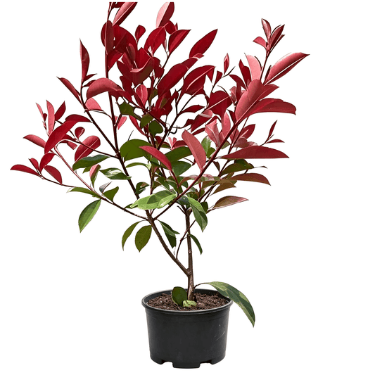 Red Robin Photinia (Photinia × fraseri) - Evergreen Colorful Shrub with Fiery Red New Leaves