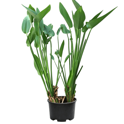Понтедерия (Pontederia cordata) - саженец в чёрном горшке на белом фоне: многостебельное прибрежно-водное растение с блестящими сердцевидными изумрудными листьями и сине-пурпурными колосовидными соцветиями на цветоносах — влаголюбивое водное растение с сине-пурпурными шпильками