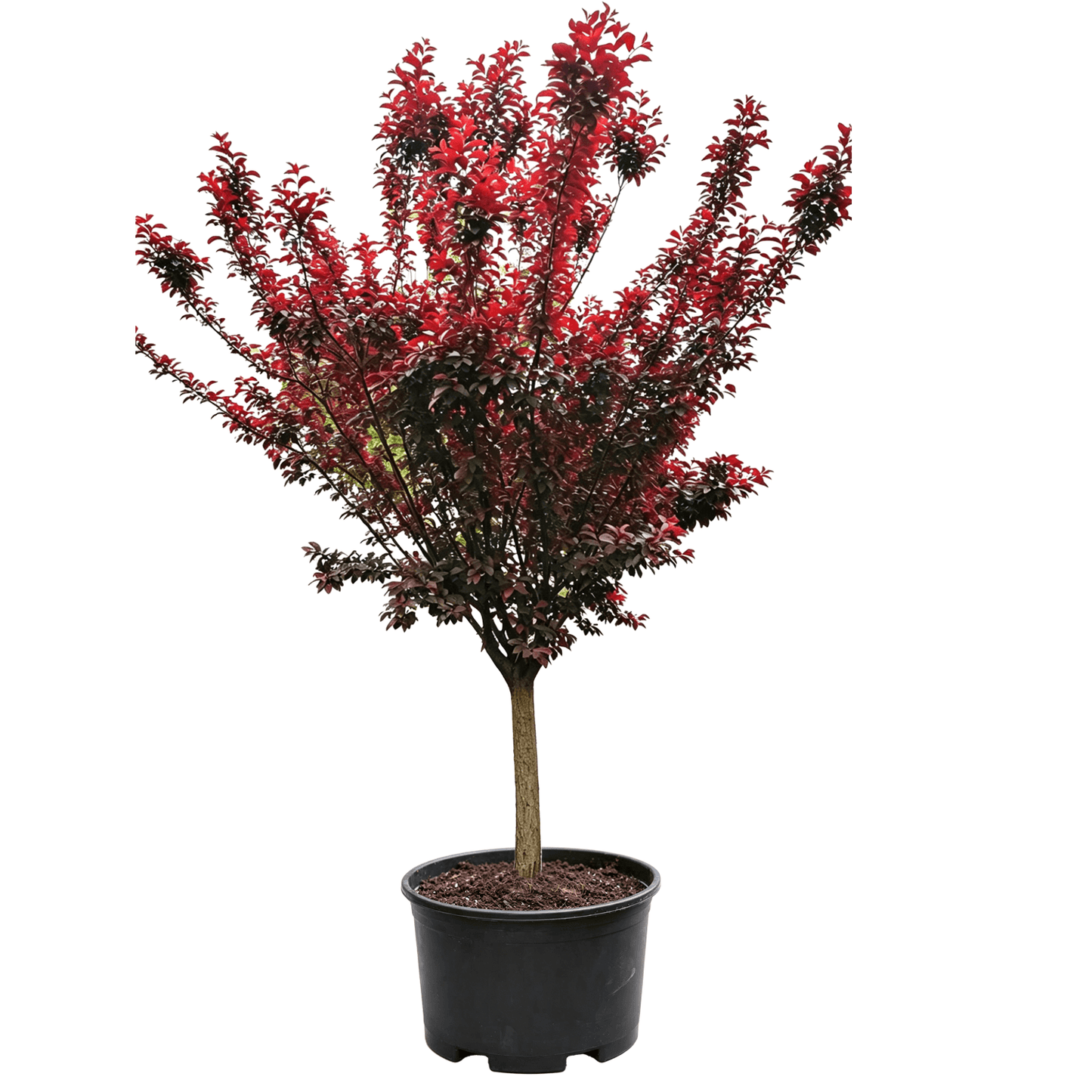 Слива пурпурнолистная (Prunus cerasifera) - Декоративное дерево с пурпурно-красной листвой круглый год