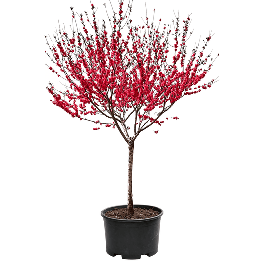 Prunus persica 'Rubroplena' - Dense red flowers on slender branches with beautiful tree form; strongly ornamental — spring-blooming pink-flowered ornamental tree