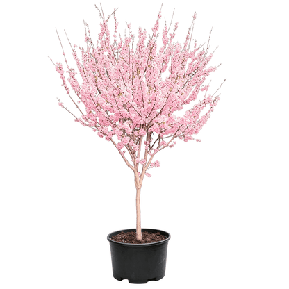 Prunus × yedoensis - Розовые лепестки собранные в щитковидные соцветия плотно покрывающие нежные цветки на тонких ветвях на прямом гладком стволе — весенне цветущее декоративное небольшое дерево