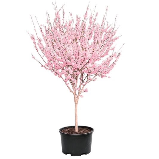 Prunus × yedoensis - Pink petals clustered in corymbs densely covering delicate blossoms on slender branches over a straight smooth trunk — spring-flowering ornamental small tree