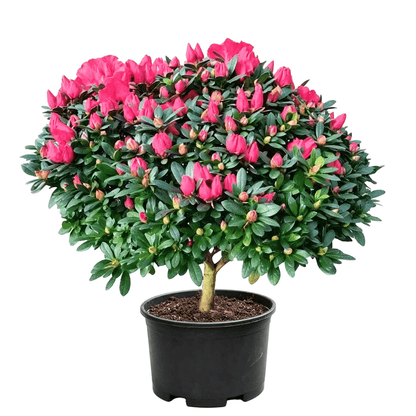 Satsuki Azalea(Rhododendron × pulchrum) - potted azalea sapling on white background with rounded ball-shaped canopy, covered in deep pink flower buds and open blooms, dense dark green small leaves in black nursery pot - Spring Summer Pink Purple Blooming Shrub
