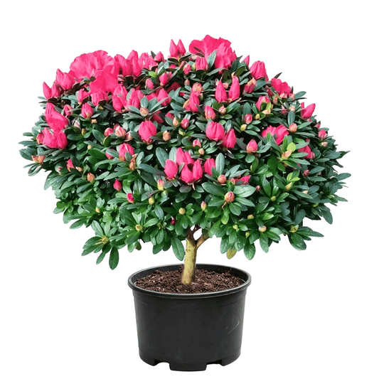Satsuki Azalea(Rhododendron × pulchrum) - potted azalea sapling on white background with rounded ball-shaped canopy, covered in deep pink flower buds and open blooms, dense dark green small leaves in black nursery pot - Spring Summer Pink Purple Blooming Shrub