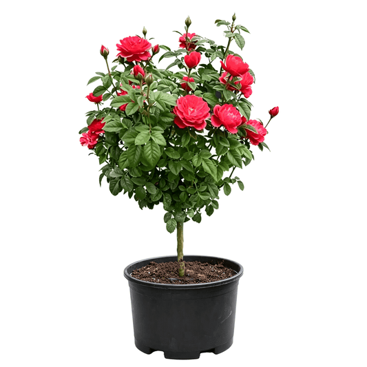 Chinese Rose(Rosa chinensis) - standard tree rose on white background with single straight trunk, rounded canopy covered in deep red double flowers and buds, dense green compound leaves in black nursery pot - Four-Season Blooming Abundant Rose