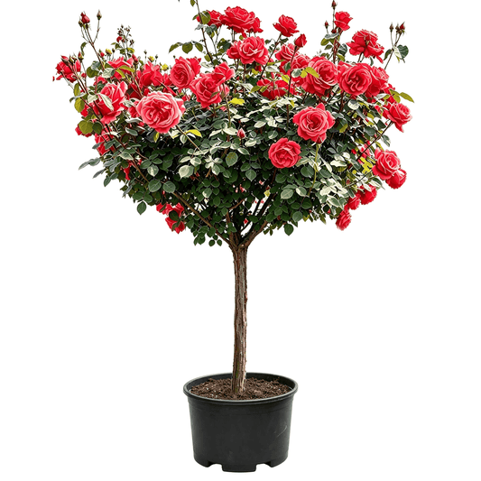 Rosa hybrida - Blooming red flowers with lush green foliage on an upright trunk; beautiful form; exceptional ornamental value — four-season flowering tree rose
