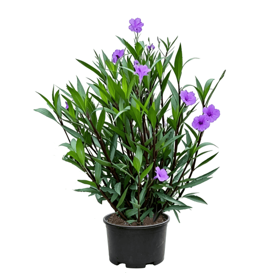 Ruellia simplex - Purple flowers dotted among vibrant green leaves on upright stems; elegant form; strongly ornamental — summer-blooming purple perennial