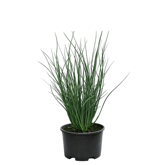 Softstem bulrush (Schoenoplectus tabernaemontani) - slender sword-shaped green leaves grow from the pot, bright green and glossy, plant elegant and upright, highly ornamental. - upright cylindrical-stemmed aquatic plant