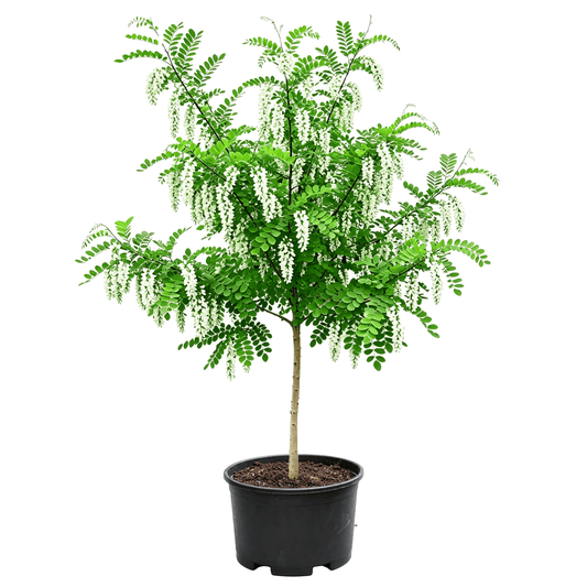 Chinese Scholar Tree(Styphnolobium japonicum) - Japanese pagoda tree (Styphnolobium japonicum) - white background sapling with straight upright single trunk, lush odd-pinnate compound leaves, multiple racemes of white papilionous flowers cascading like waterfalls from branch tips in black nursery pot - summer-flowering native street tree - Summer Blooming Native Street Tree