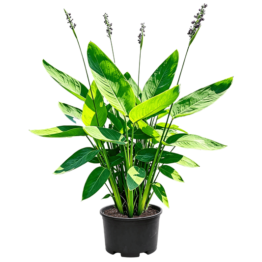 Water Canna(Thalia dealbata) - white background potted Thalia dealbata seedling, multi-stem clumping emergent aquatic plant, long elliptical emerald leaves with prominent veins, several slender scapes topped with purple spike inflorescences in black nursery pot - Large Emergent Aquatic Ornamental Flower