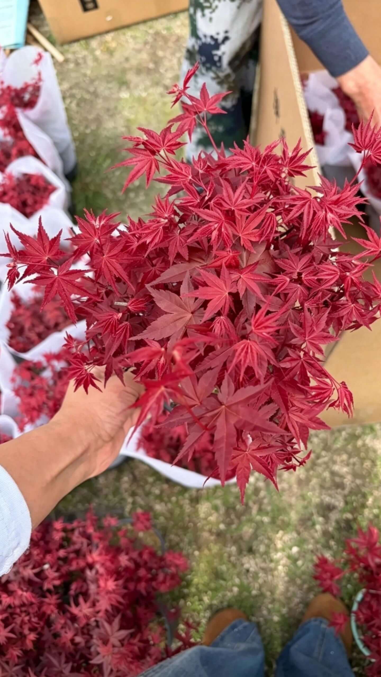 أيسر بالماتوم - القيقب الأحمر يُشير إلى شجرة القيقب التي تتميز بفروعها الحمراء المشرقة، وتستخدم في تصويرها بشكل حقيقية مع خلفية من العشب الأخضر.