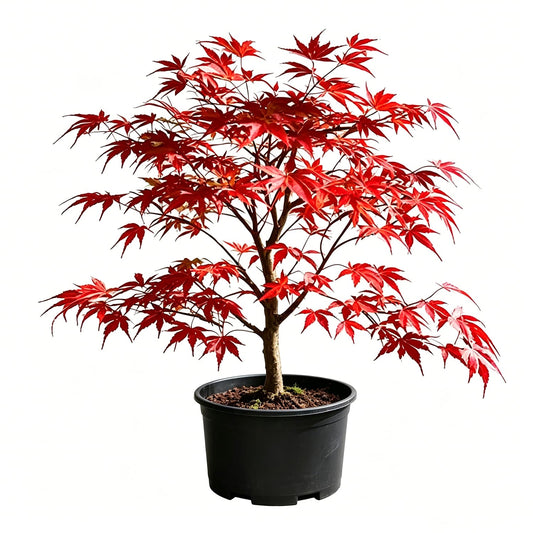 Acer palmatum - A potted red maple with a beautiful shape and vibrant red leaves, planted in a black pot on a white background.