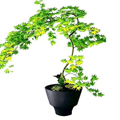Клён японский(Acer palmatum) - бонсай японского клена на белом фоне с изящным S-образным изогнутым стволом, слоистые желтовато-зеленые пальчато-лопастные листья, посажен в широкогорлый черный керамический горшок украшенный мхом и декоративным камнем