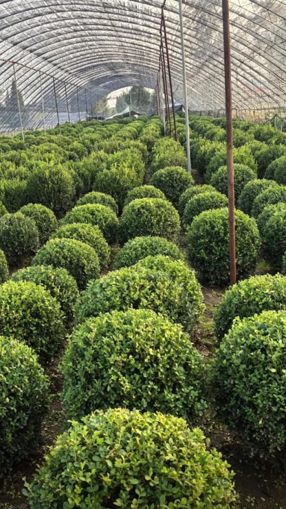 Buxus sinica - Полуциркулярный вид на аккуратно расположенные зеленые кусты в теплице с высоты