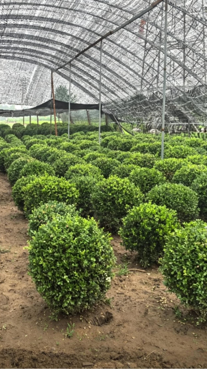 Boxwood Ball Buxus sinica - Detail 2