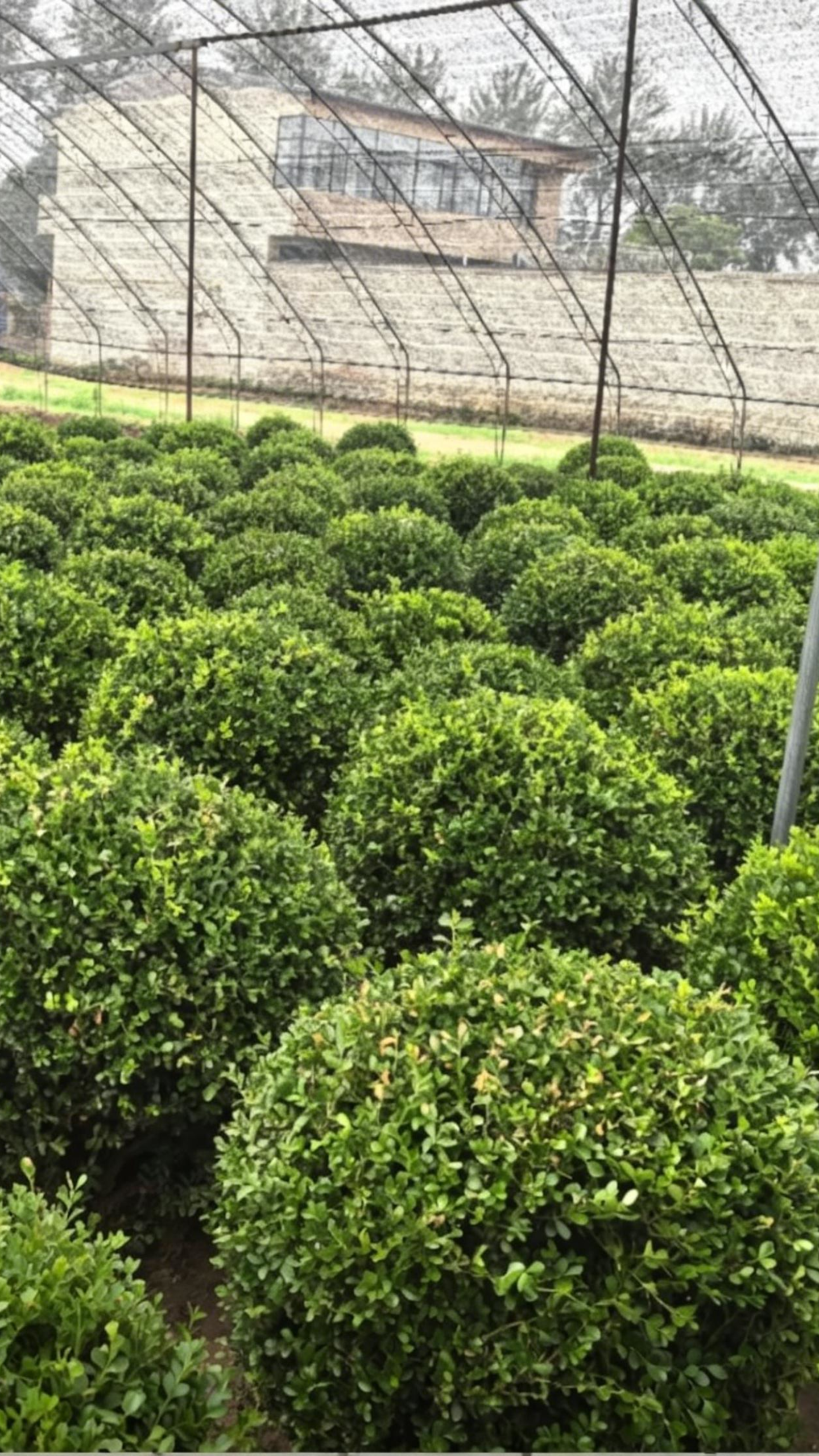 Boxwood Ball Buxus sinica - Detail 3