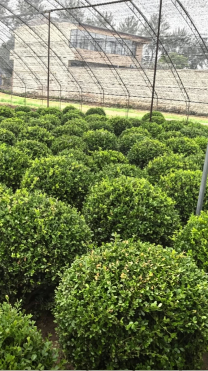 Boxwood Ball Buxus sinica - Detail 3