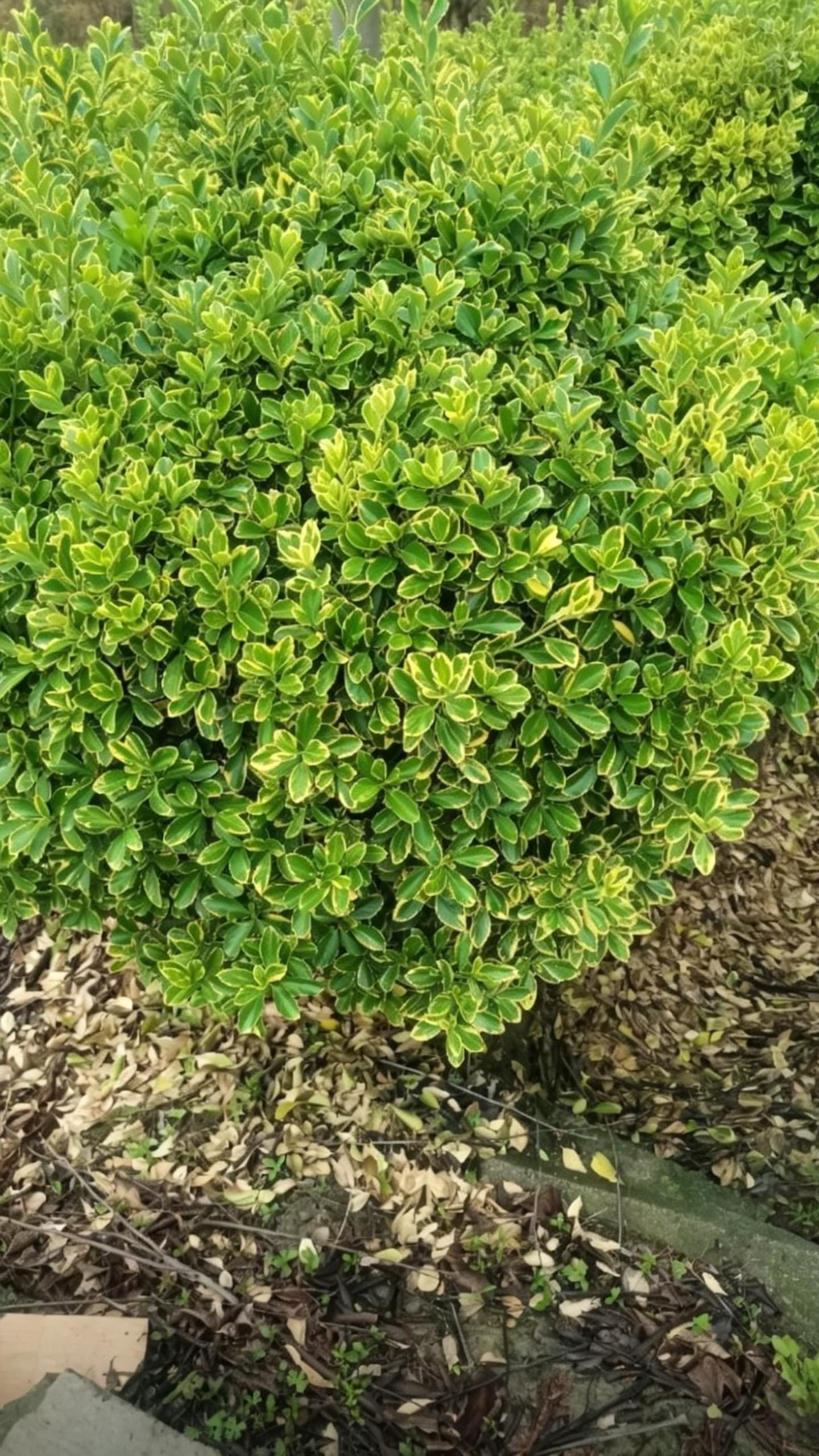 Шаровидный самшит карликовый (Buxus sinica) - Овальные листья с зубчатыми краями, пестрые зелено-желтые, полная округлая форма.