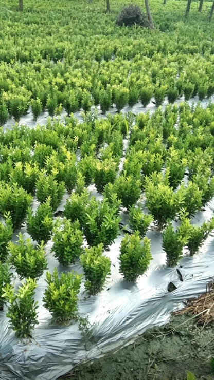 Boxwood Buxus sinica - Detail 1