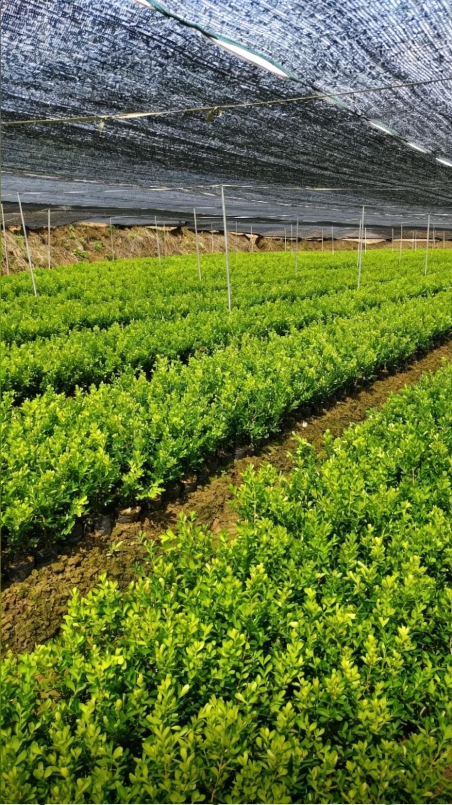 Boxwood Buxus sinica - Detail 2
