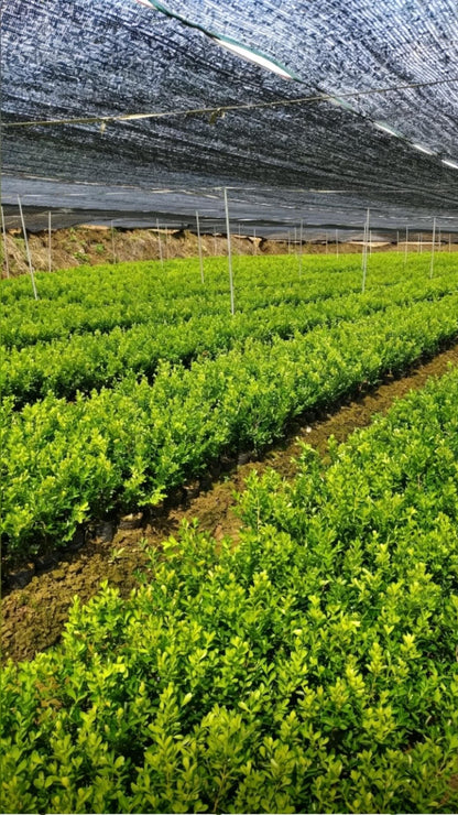 Boxwood Buxus sinica - Detail 2