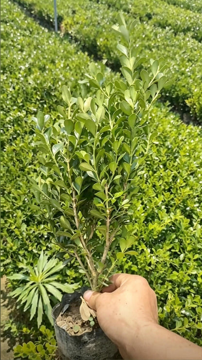 Boxwood Buxus sinica - Detail 4