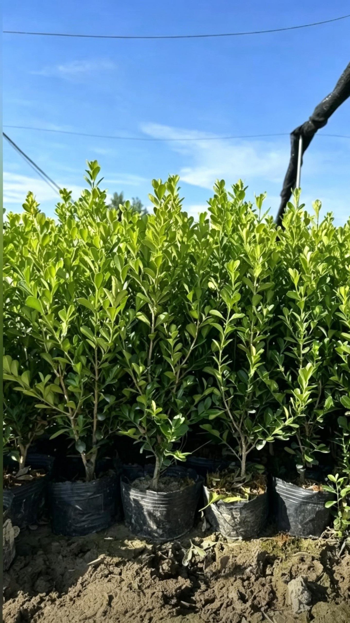 Boxwood Buxus sinica - Detail 5