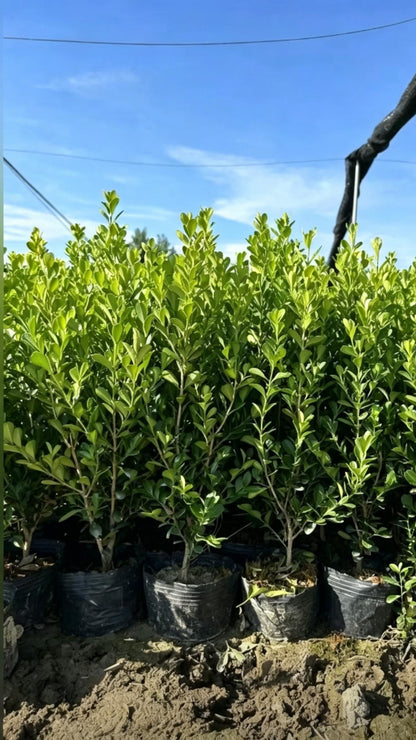 Boxwood Buxus sinica - Detail 5